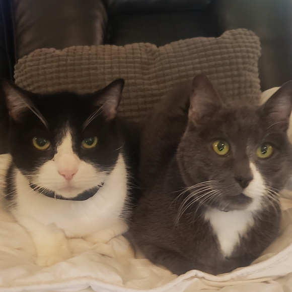 Meet your Posher, Laura - Picture 2 of 8